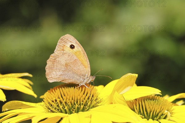 Meadow Brown (Maniola jurtina), collecting nectar from a flower of the yellow coneflower (Rudbeckia), nice bokeh in the background, Wildlife, Insects, Butterflies, Butterfly, Close-up, Macro shot, Wilnsdorf, North Rhine-Westphalia, Germany