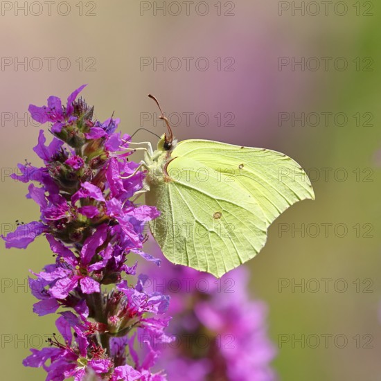 Lemon butterfly (Gonepteryx rhamni) feeding on a flower of purple loosestrife (Lythrum salicaria), Wilnsdorf, North Rhine-Westphalia, Germany