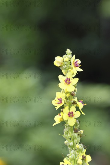Dark mullein (Verbascum nigrum), flowers, inflorescence, in a natural garden, close-up, Wilnsdorf, North Rhine-Westphalia, Germany