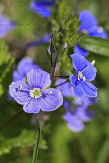 Gamander speedwell (Veronica chamaedrys), flowers in a deciduous forest, blue blossom, spring, Wilnsdorf, North Rhine-Westphalia, Germany