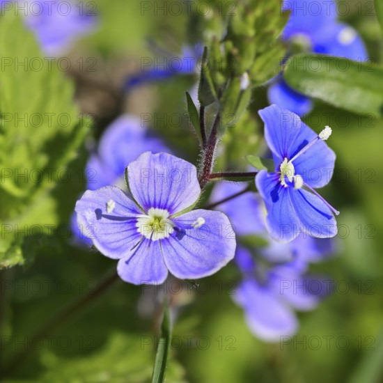 Gamander speedwell (Veronica chamaedrys), flowers in a deciduous forest, blue blossom, spring, Wilnsdorf, North Rhine-Westphalia, Germany