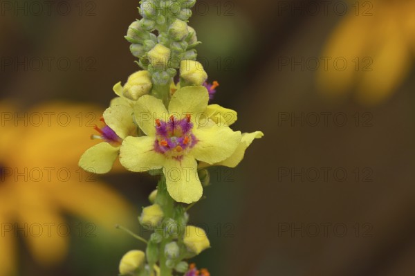 Dark mullein (Verbascum nigrum), flowers, inflorescence, close-up of a single flower, in a natural garden, close-up, Wilnsdorf, North Rhine-Westphalia, Germany