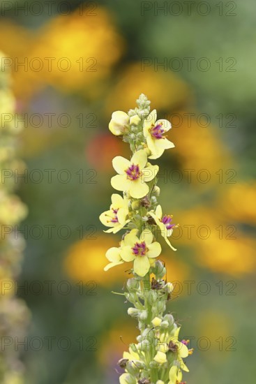 Dark mullein (Verbascum nigrum), flowers, inflorescence, in a natural garden, close-up, Wilnsdorf, North Rhine-Westphalia, Germany
