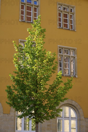 Yellow building with high windows and a tree in front of it, illuminated by sunlight, Regensburg, Bavaria, Germany