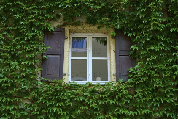 Window framed by dense ivy with wooden shutters on an old wall, Regensburg, Bavaria, Germany