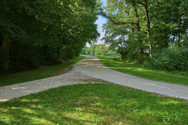 A quiet forest path with a fork in the road surrounded by green trees and soft light, Walhalla, Donaustauf, Regensburg, Bavaria, Germany