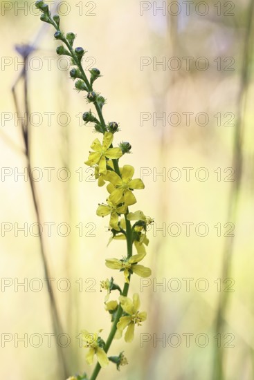 Common agrimony (Agrimonia eupatoria), also known as agrimony, medicinal plant, medicinal herbs, Trupacher Heide nature reserve, Siegen, North Rhine-Westphalia, Germany