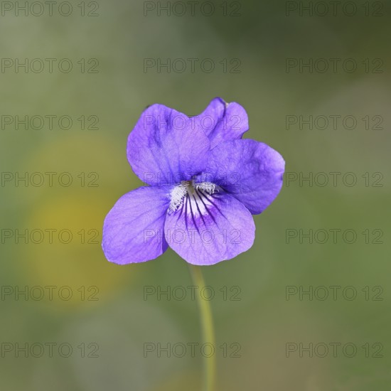 Dog violet (Viola canina), close-up of a flower at the edge of a forest, spring, Wilnsdorf, North Rhine-Westphalia, Germany