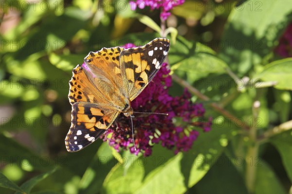 Thistle butterfly (Vanessa cardui) on a Buddleja davidii flower, Wilnsdorf, North Rhine-Westphalia, Germany