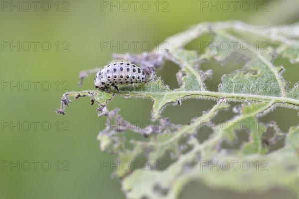 Poplar leaf beetle, larva ready to pupate on a leaf that has been eaten away, Trupacher Heide nature reserve, Siegen, North Rhine-Westphalia, Germany