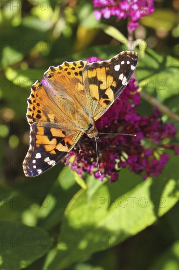Thistle butterfly (Vanessa cardui) on a Buddleja davidii flower, Wilnsdorf, North Rhine-Westphalia, Germany