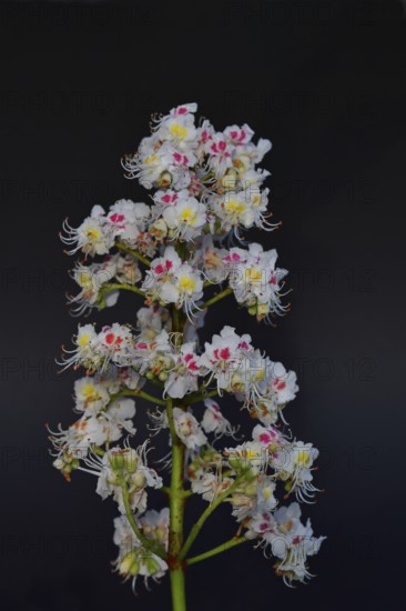Horse chestnut (Aesculus hippocastanum), flower, inflorescence against a black background, Wilnsdorf, North Rhine-Westphalia, Germany