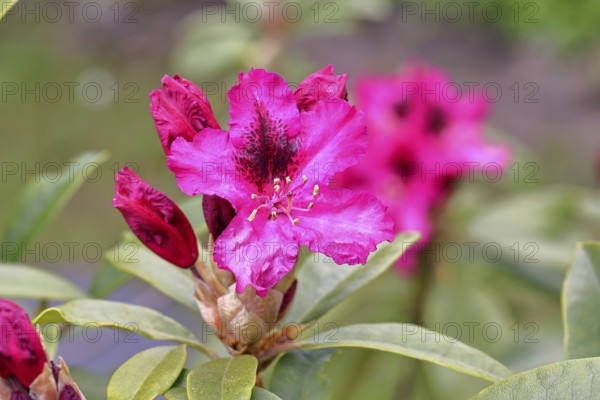 Rhododendron flowers (Rhododendron Homer), red flowers, in a garden, Wilnsdorf, North Rhine-Westphalia, Germany