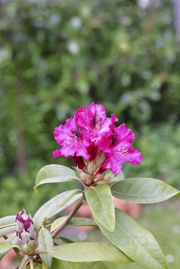 Rhododendron flowers (Rhododendron Homer), red flowers, in a garden, Wilnsdorf, North Rhine-Westphalia, Germany