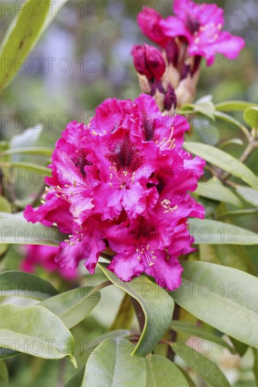 Rhododendron flowers (Rhododendron Homer), red flowers, in a garden, Wilnsdorf, North Rhine-Westphalia, Germany