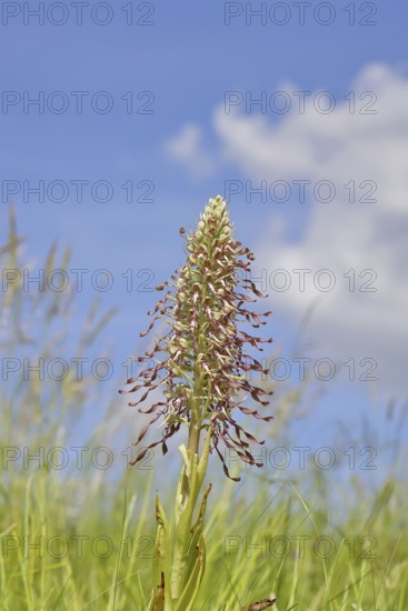 Goat's tongue (Himantoglossum hircinum), inflorescence with open white-purple flowers, in a meadow in front of a blue sky, orchids, orchid, orchid plant, nature photography, Lahnstein, Rhineland-Palatinate, Germany