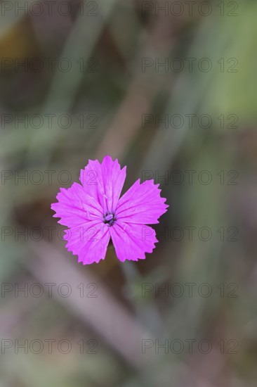 Heath carnation (Dianthus deltoides) in bloom, Trupacher Heide nature reserve, Siegen, North Rhine-Westphalia, Germany