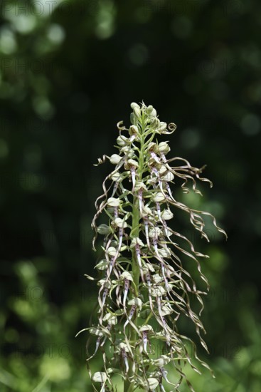 Goat's tongue (Himantoglossum hircinum), inflorescence with open white-purple flowers, in front of a grove, orchids, orchid, orchid plant, nature photography, Lahnstein, Rhineland-Palatinate, Germany