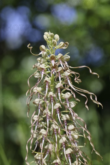 Goat's tongue (Himantoglossum hircinum), inflorescence with open white-purple flowers, in front of a grove, orchids, orchid, orchid plant, nature photography, Lahnstein, Rhineland-Palatinate, Germany