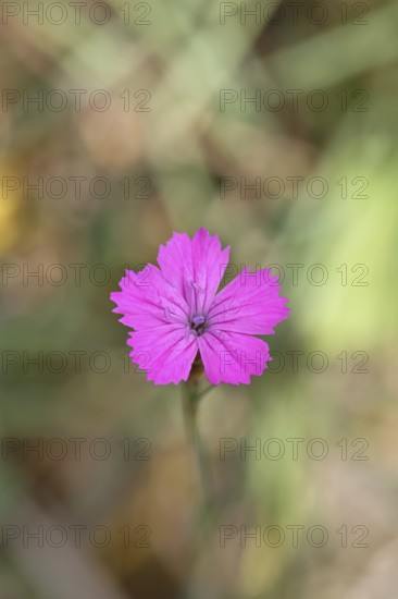 Heath carnation (Dianthus deltoides) in bloom, Trupacher Heide nature reserve, Siegen, North Rhine-Westphalia, Germany