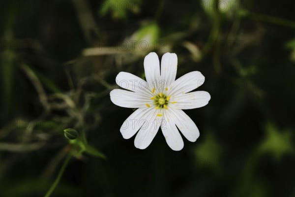 Greater stitchwort (Stella holostea), flowering in the forest, close-up, spring, Wilnsdorf, North Rhine-Westphalia, Germany