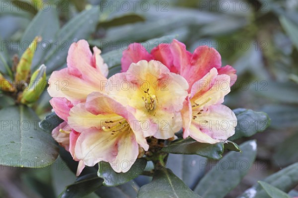 Rhododendron flowers (Rhododendron Homer), yellow-pink flowers in a garden, Wilnsdorf, North Rhine-Westphalia, Germany