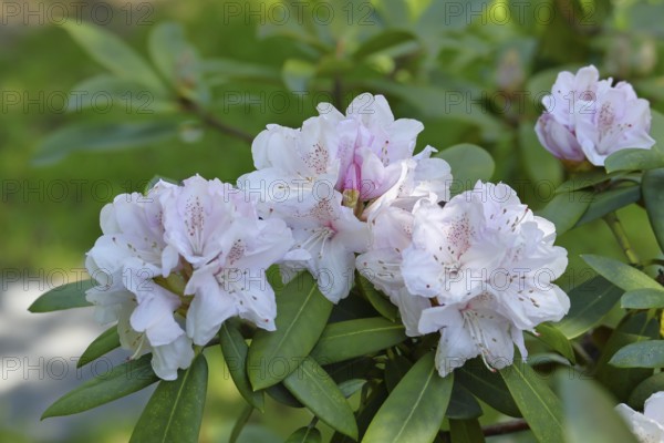 Rhododendron flowers (Rhododendron Homer), white flowers, in a garden, Wilnsdorf, North Rhine-Westphalia, Germany