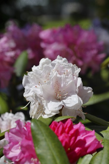 Rhododendron flowers (Rhododendron Homer), white flowers, in a garden, Wilnsdorf, North Rhine-Westphalia, Germany