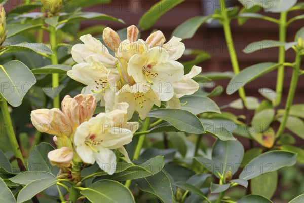 Rhododendron flowers (Rhododendron Homer), yellow flowers, in a garden, Wilnsdorf, North Rhine-Westphalia, Germany