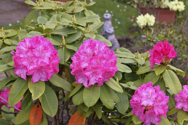 Rhododendron flowers (Rhododendron Homer), pink flowers, in a garden, Wilnsdorf, North Rhine-Westphalia, Germany