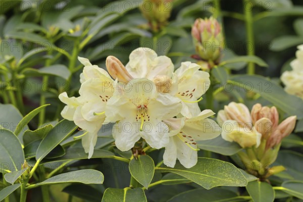 Rhododendron flowers (Rhododendron Homer), yellow flowers, in a garden, Wilnsdorf, North Rhine-Westphalia, Germany