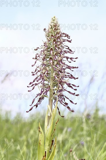 Goat's tongue (Himantoglossum hircinum), inflorescence with open white-purple flowers, on a weasel, high key photo, orchids, orchid, orchid plant, nature photography, Lahnstein, Rhineland-Palatinate, Germany