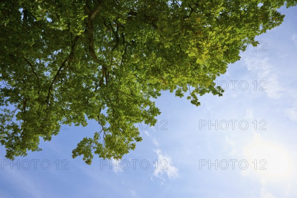 Hanging tree branches under a bright blue sky and sunshine, Regensburg, Bavaria, Germany
