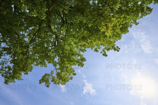Green tree branches in front of a blue sky with bright sunlight, Regensburg, Bavaria, Germany