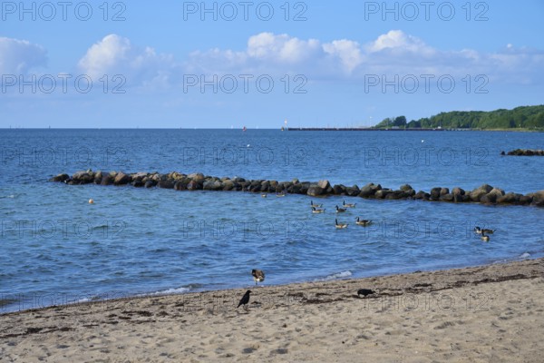Ducks swimming near a rocky beach under a clear sky with calm sea, Heikendorf, Kreis Plön, Kieler Förde, Schleswig-Holstein, Germany