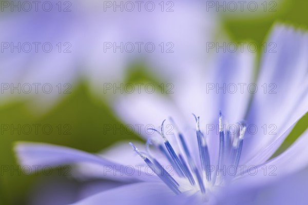 Common chicory (Cichorium intybus), Asteraceae, roadside, Kurpfalz, Baden-Württemberg, Germany