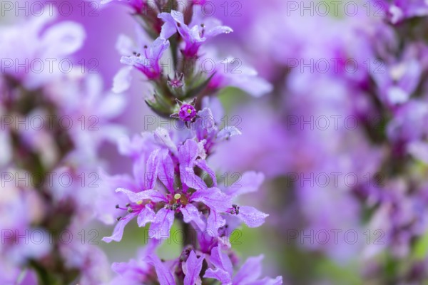 Purple loosestrife (Lythrum salicaria), loosestrife family (Lythraceae), Pfrunger-Burgweiler Ried, Baden-Württemberg, Germany