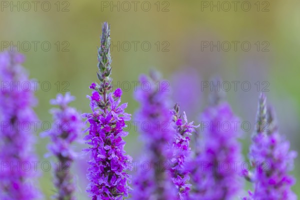Purple loosestrife (Lythrum salicaria), loosestrife family (Lythraceae), Pfrunger-Burgweiler Ried, Baden-Württemberg, Germany