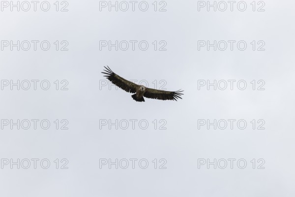 Griffon vulture (Gyps fulvus), utilising thermals over the Gotthard, Ticino, Switzerland