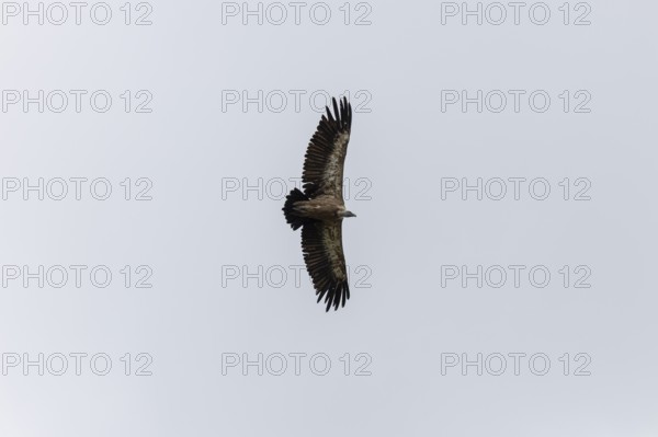 Griffon vulture (Gyps fulvus), utilising thermals over the Gotthard, Ticino, Switzerland