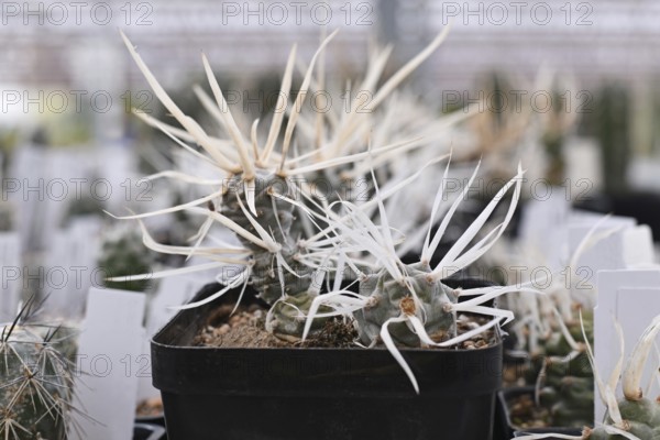 Curios Tephrocactus articulatus v. Papyracanthus Paper Spine cactus plant