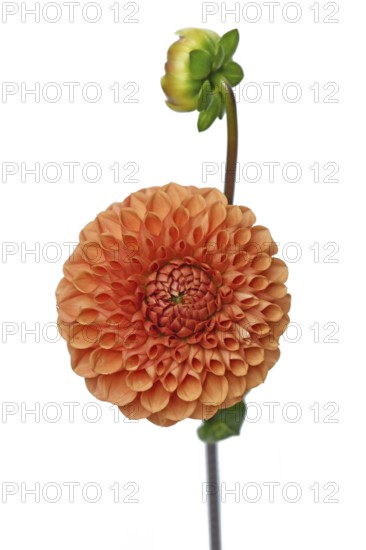 Orange colored Ball Dahlia flower in full bloom on white background
