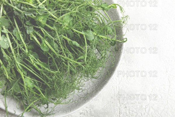 Lush microgreens are artfully displayed on a light plate, glistening with moisture and highlighting the intricate network of their delicate leaves and stems