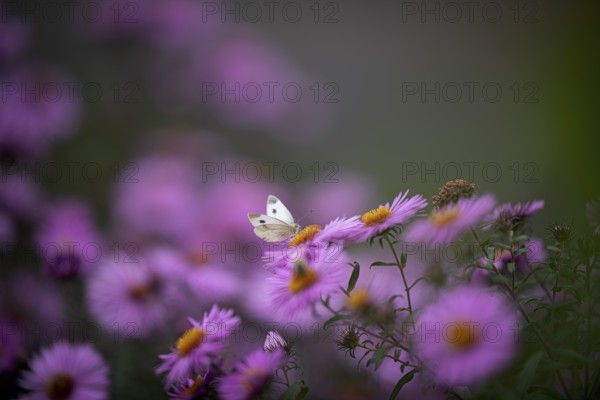 Small white (Pieris rapae), sucking nectar on Aster (Aster), Stuttgart, Baden-Württemberg, Germany