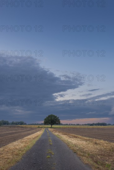View along a country lane to a tree standing at the edge of a field in the evening light, Husum, Nienburg, Lower Saxony, Germany