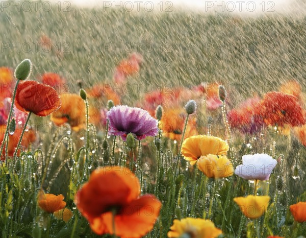 Colorful wildflowers bloom vibrantly under a gently falling rain, creating a serene natural scene enhanced with sunlight and rich textures, emphasizing the beauty of nature's resilience and tranquility, AI generated