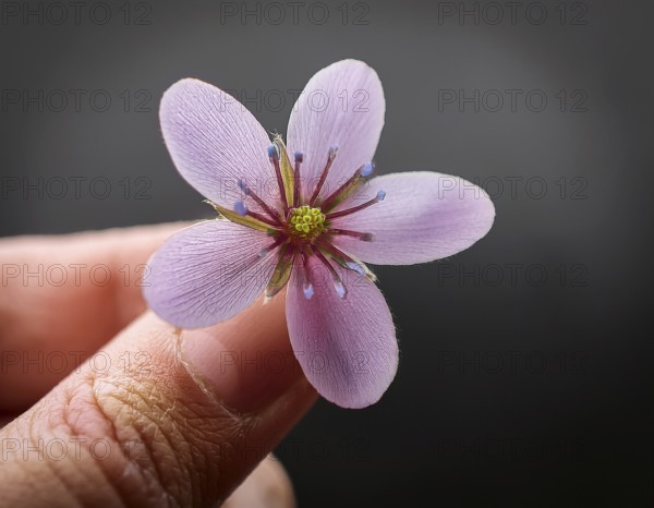 A gentle hand carefully holds a small flower with adarl color background, AI generated