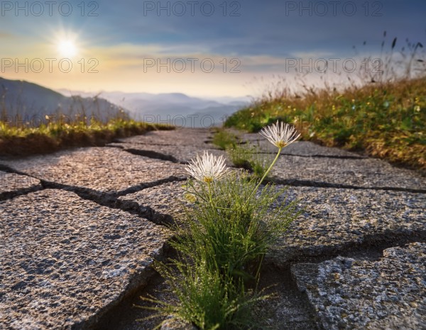 Bright yellow flower emerges through a crack in the road surrounded by warm sunset lighting, symbolizing resilience, hope, and growth in challenging situations, AI generated