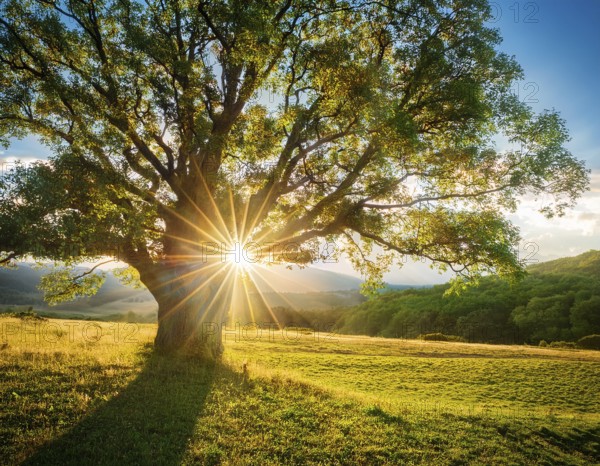 An awe-inspiring scene showcasing the sun's rays bursting through a solitary tree, illuminating a tranquil green meadow against a dramatic morning sky. A symbol of peace, life, and scenic nature, AI generated