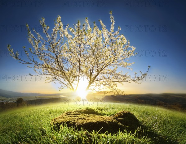 Life Concept. Existence survival being consciousness. Growth of new life, AI generated